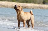 SHAR-PEI 287